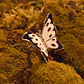 ANILLO BUTTERFLY NEGRO - Miniatura 3