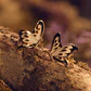 ARETE BUTTERFLIES MAXI NEGRO - Miniatura 2