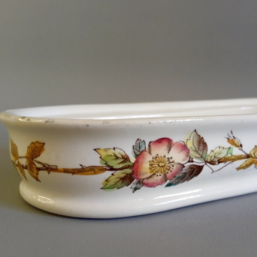 Peinetera victoriana - Thomas G. Booth 1880 2