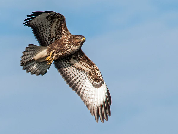 Aves de Chile: Los Mejores Destinos para su Observación