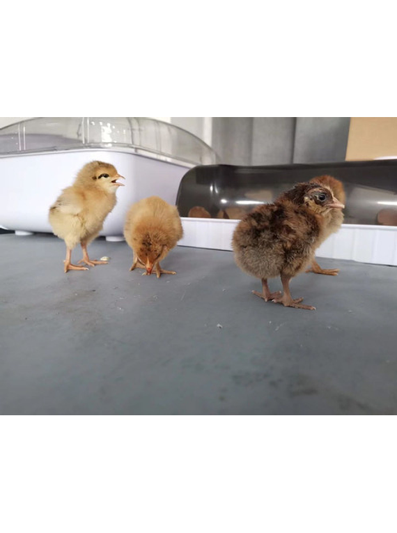 Incubadora De Huevos Digital Automática 12 Huevos 