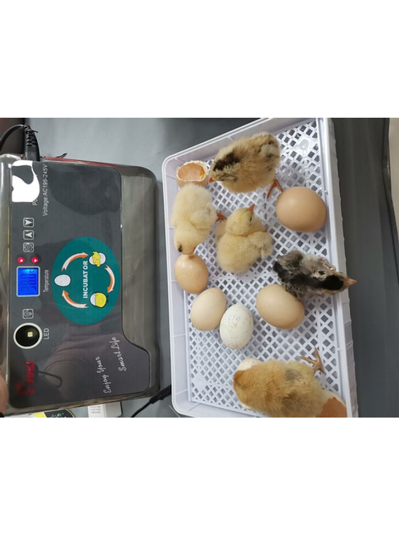 Incubadora De Huevos Digital Automática 12 Huevos 