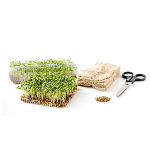 Kit de inicio de semillas de demostración