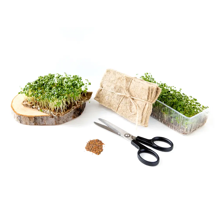 Kit de inicio de semillas de demostración 2