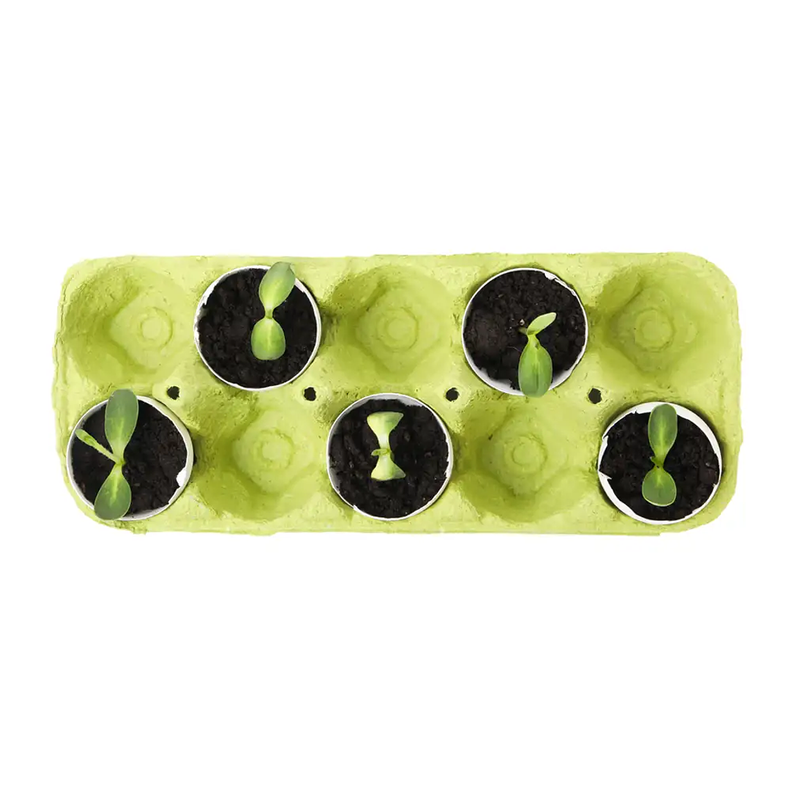 Kit de inicio de semillas de demostración 3