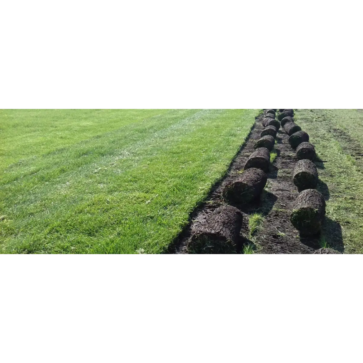 Pasto Natural