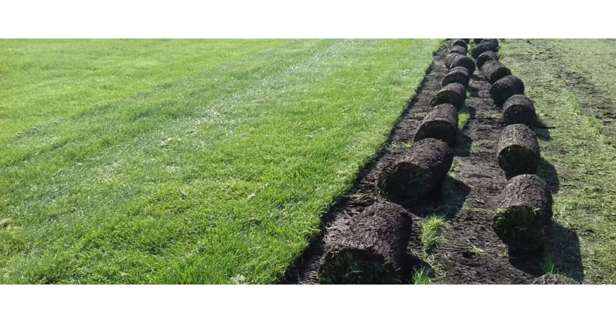 Pasto Alfombra Natural en Rollo (Mezcla Estadio Premium)