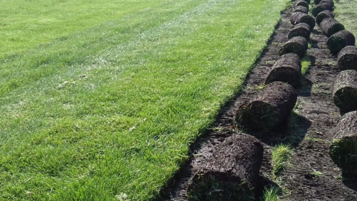 Pasto Alfombra Natural en Rollo (Mezcla Estadio Premium) 1