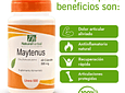 Maytenus (Chuchuhuasi) - 60 Cápsulas 500 mg.