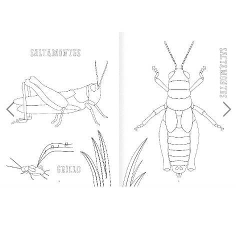 Insectopinta Amanuta 