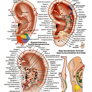 Cartografía Plastificada Puntos del Microsistema Auricular