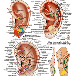 Cartografía Plastificada Puntos del Microsistema Auricular