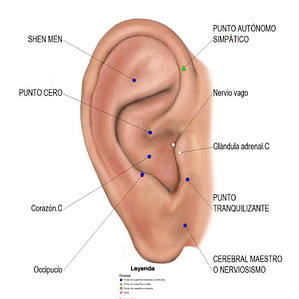 Cartografía Auriculoterapia (Tamaño Carta) Ansiedad