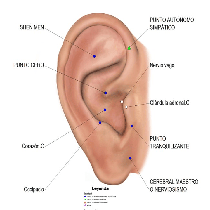 Cartografía Auriculoterapia (Tamaño Carta) Ansiedad 1