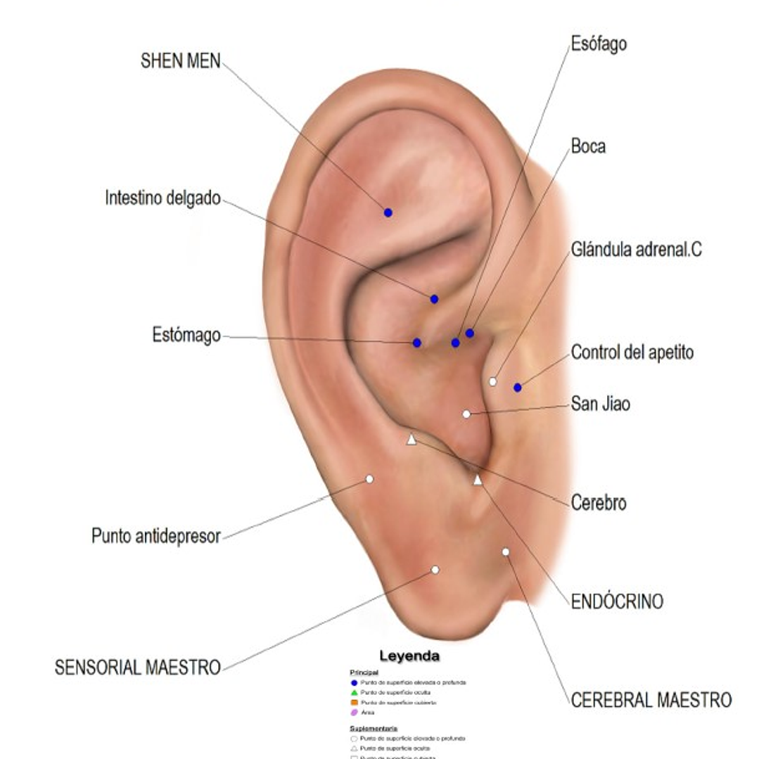 Cartografía Auriculoterapia (Tamaño Carta) Control de Peso 1