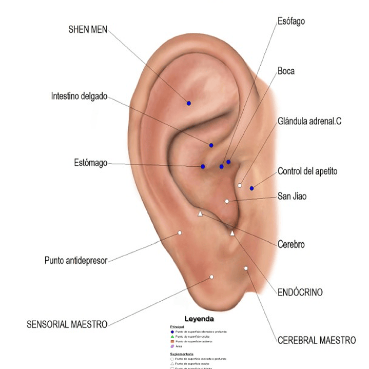 Cartografía Auriculoterapia (Tamaño Carta) Control de Peso 1