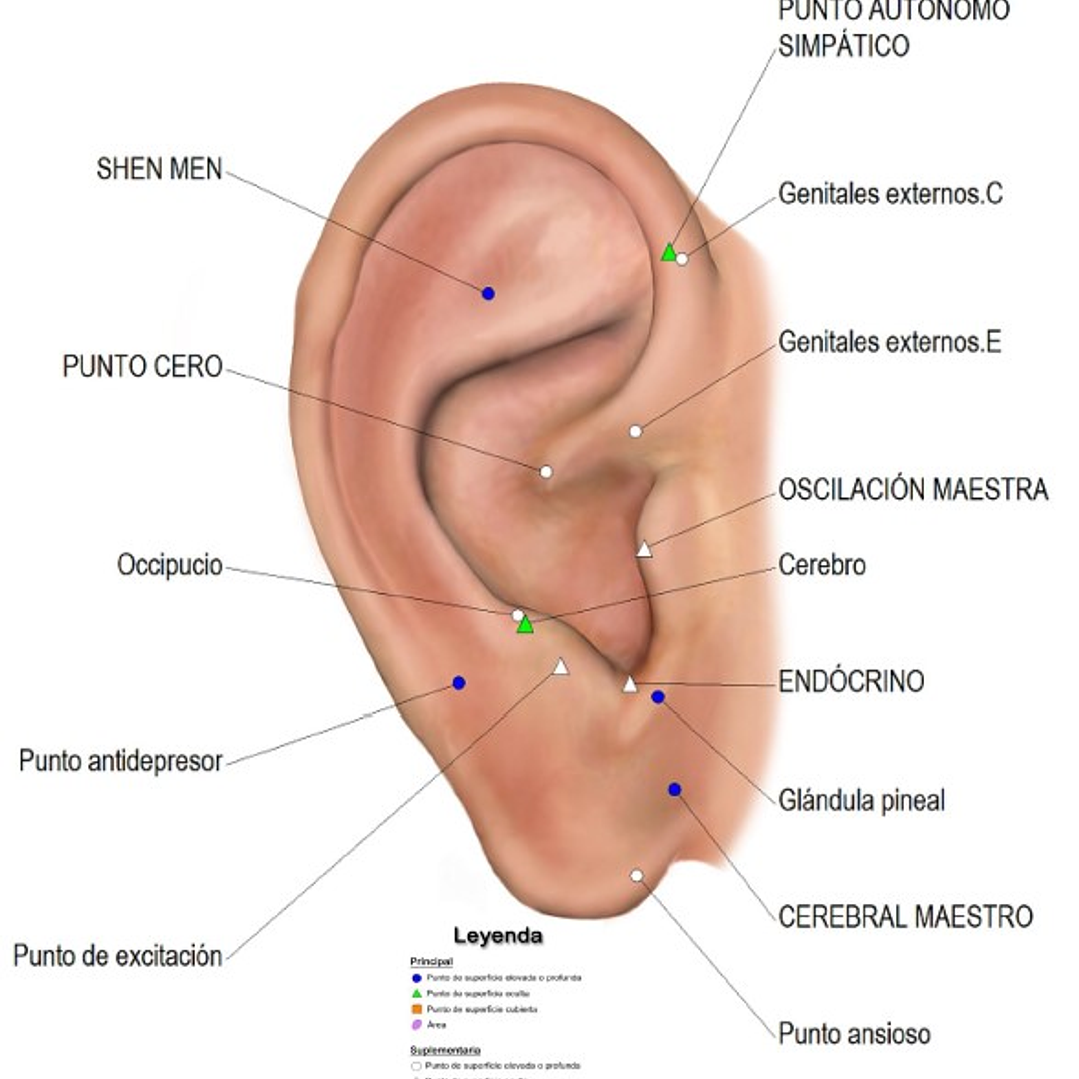 Cartografía Auriculoterapia (Tamaño Carta) Depresión 1