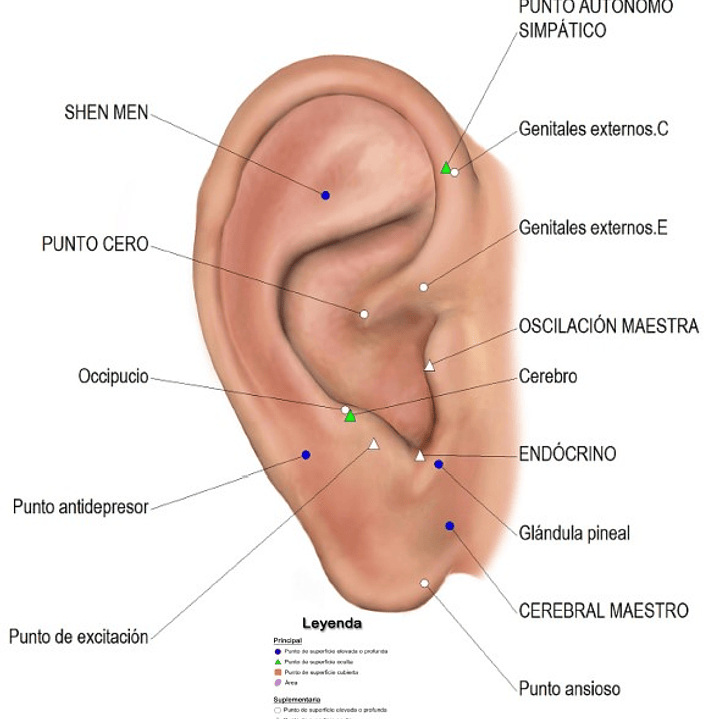 Cartografía Auriculoterapia (Tamaño Carta) Depresión 1