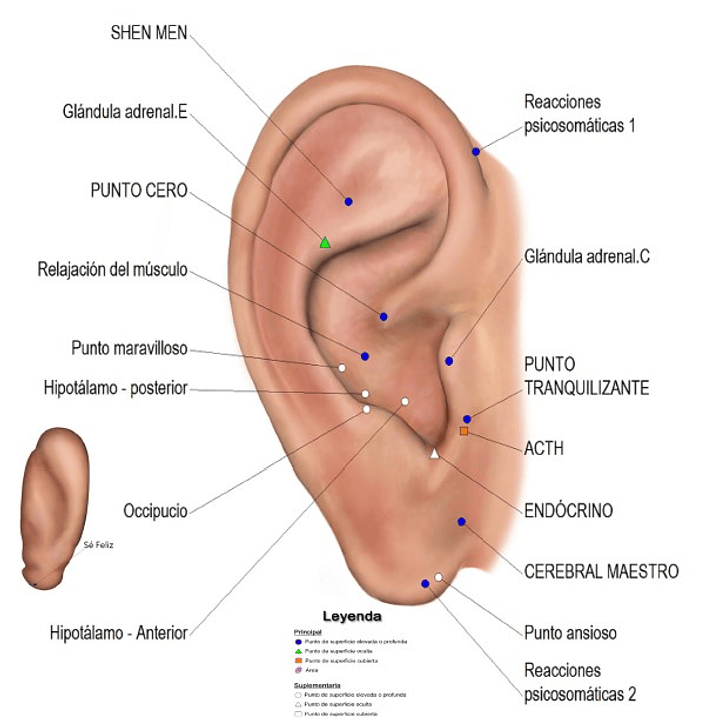 Cartografía Auriculoterapia (Tamaño Carta) Estrés 1