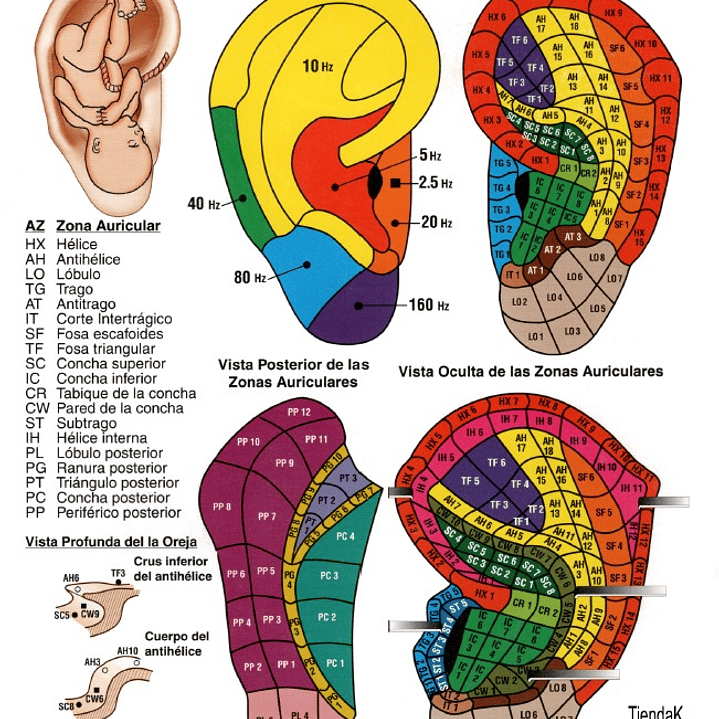 Cartografía Plastificada Zonas Anatómicas de la Oreja 1