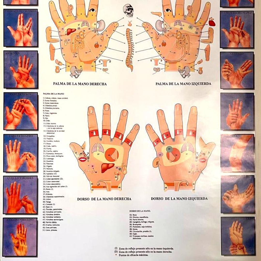 Poster Reflexología Manos 56x86 cms 1
