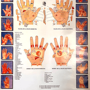 Poster Reflexología Manos 56x86 cms