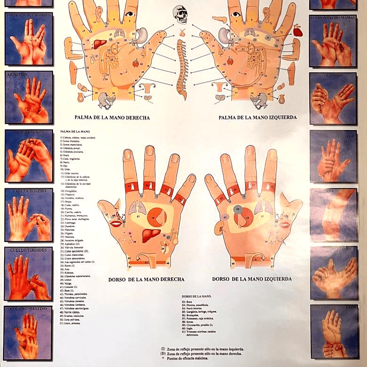 Poster Reflexología Manos 56x86 cms 1