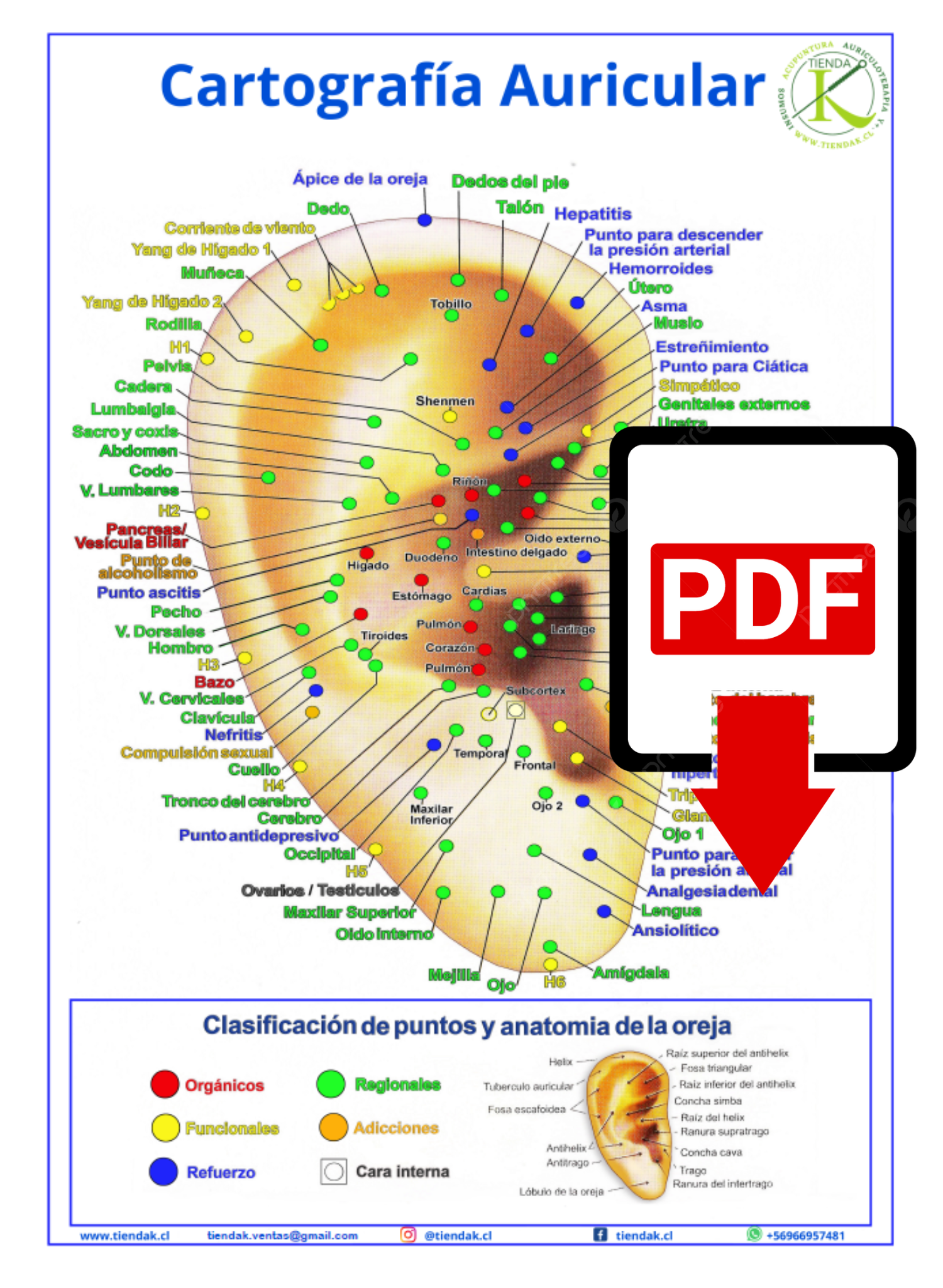 Cartografía Auricular PDF