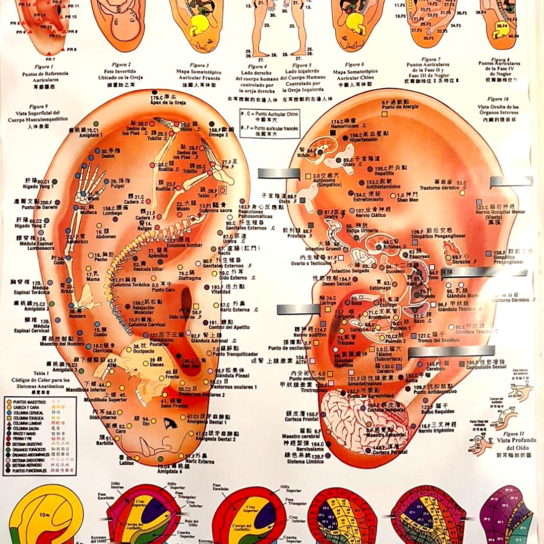 Poster Auriculoterapia 56x86 cms 1