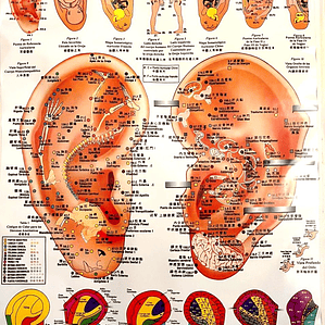 Poster Auriculoterapia 56x86 cms