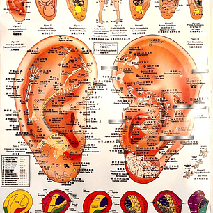 Poster Auriculoterapia 56x86 cms