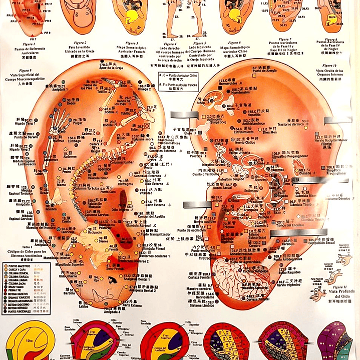 Poster Auriculoterapia 56x86 cms 1