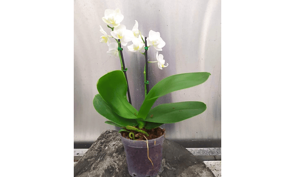 Las Orquídeas, Flor de  Mayo, Lirio de Mayo conocida como  