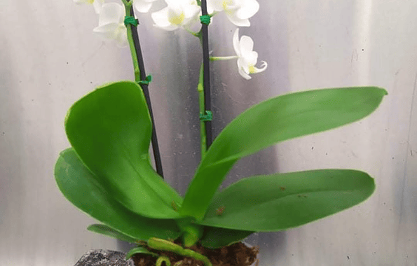 Las Orquídeas, Flor de  Mayo, Lirio de Mayo conocida como  