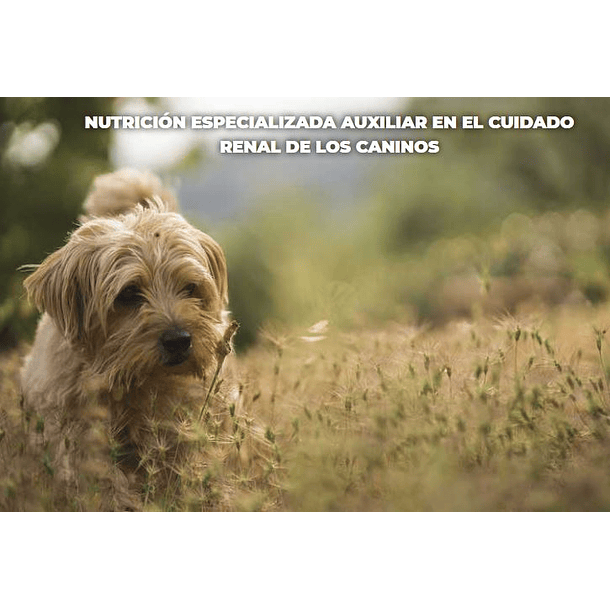 Nupec Renal Care -Alimento para cuidado renal canino -ENVIOS GRATIS