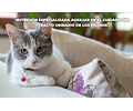 Nupec Felino Urinary -Alimento manejo urinario gatos -ENVIOS GRATIS