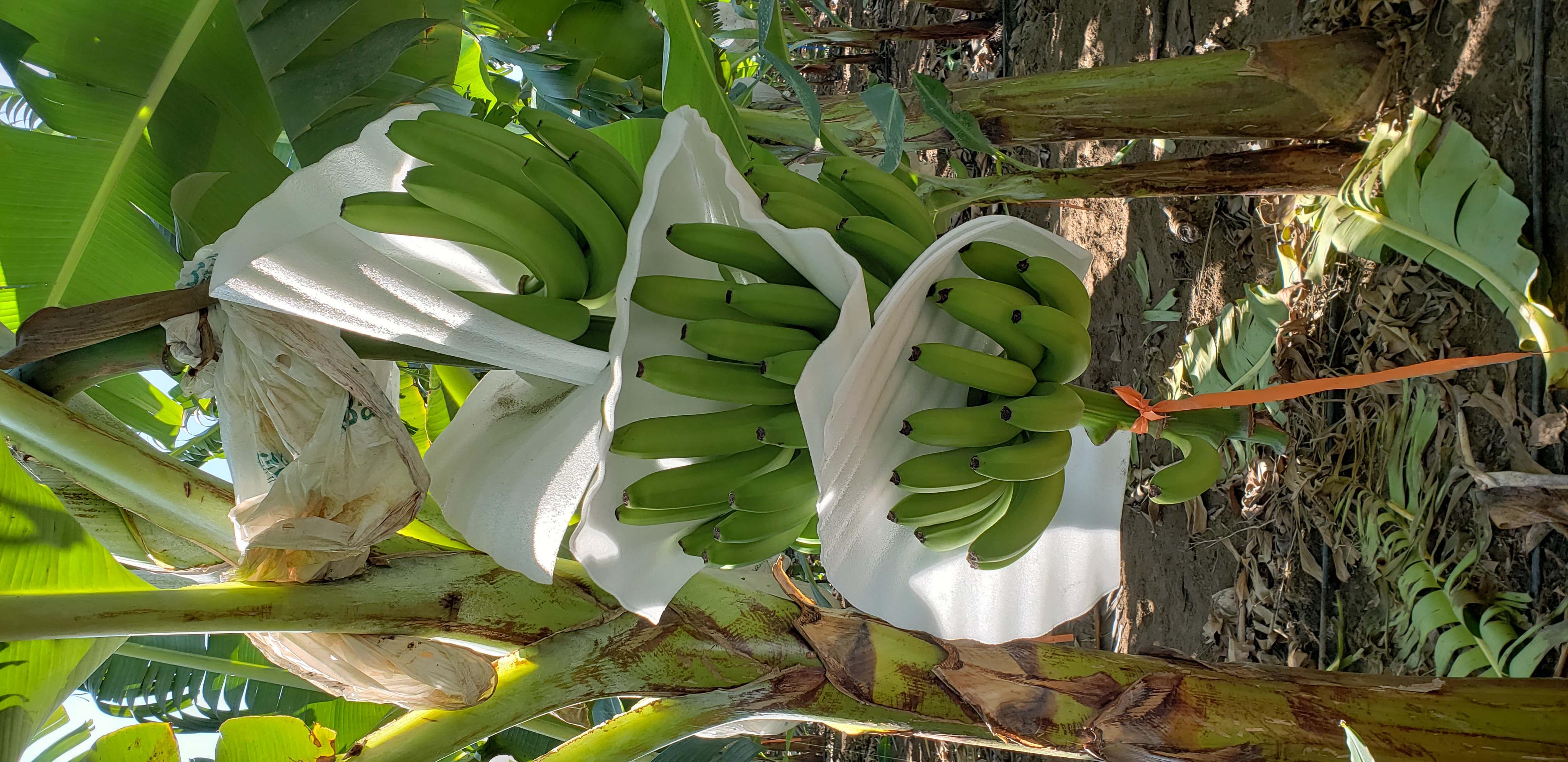 Protector 5mm Blanco 50 cm x 35 cm  Pqt x 500 und (87,5 m²) 4