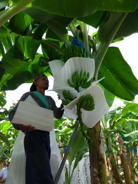 Protector 5mm Verde 50 cm x 35 cm  Pqt x 500 und (87,5 m²) 3