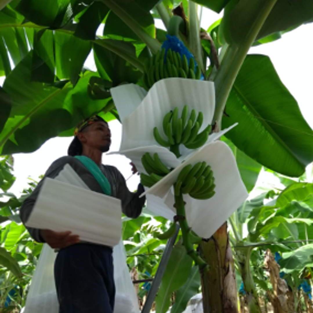 Protector 5mm Verde 50 cm x 35 cm  Pqt x 500 und (87,5 m²) 3