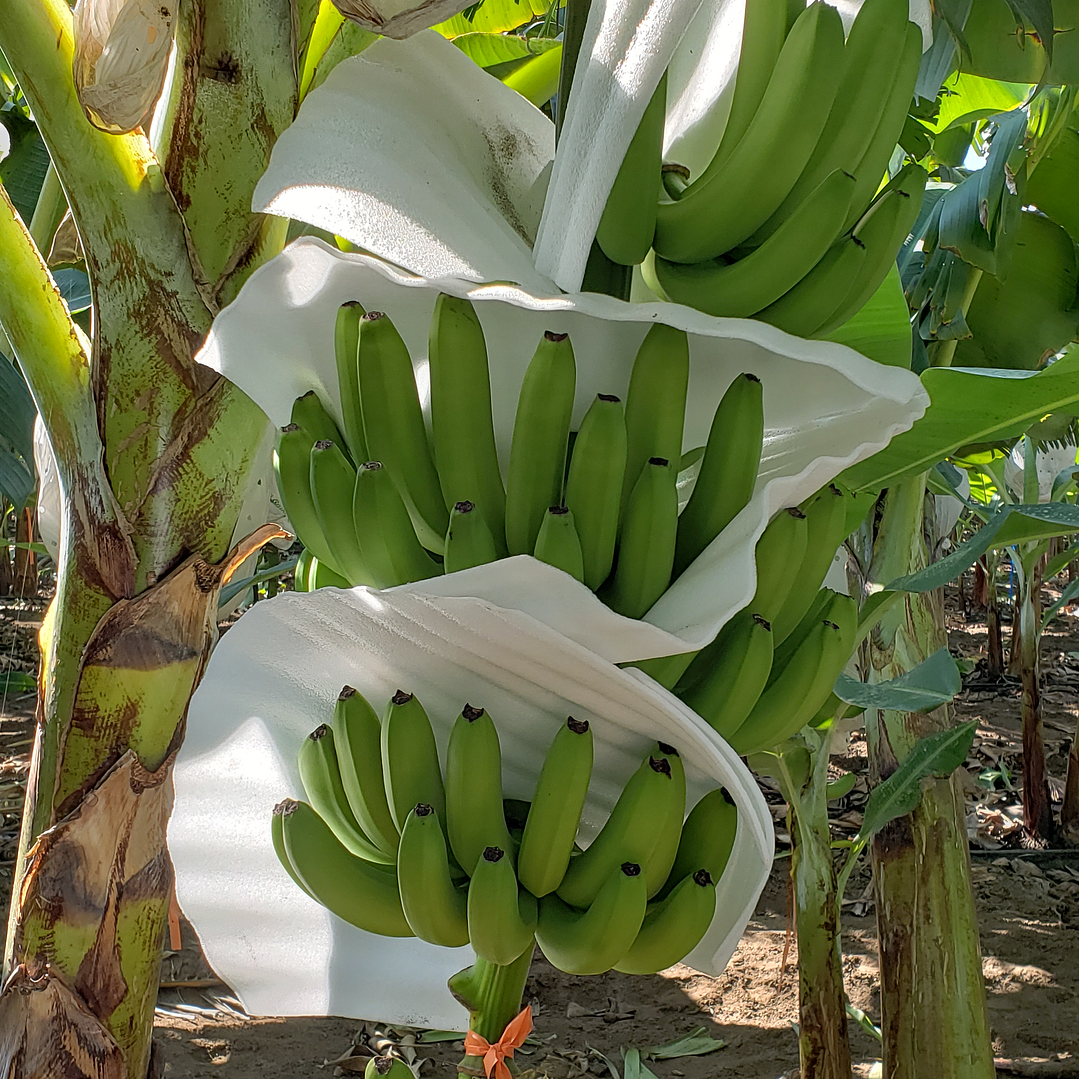 Protector 5mm Verde 50 cm x 35 cm  Pqt x 500 und (87,5 m²) 4