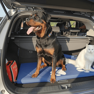 Colchoneta Mascota Grande azul 76cm x 1m