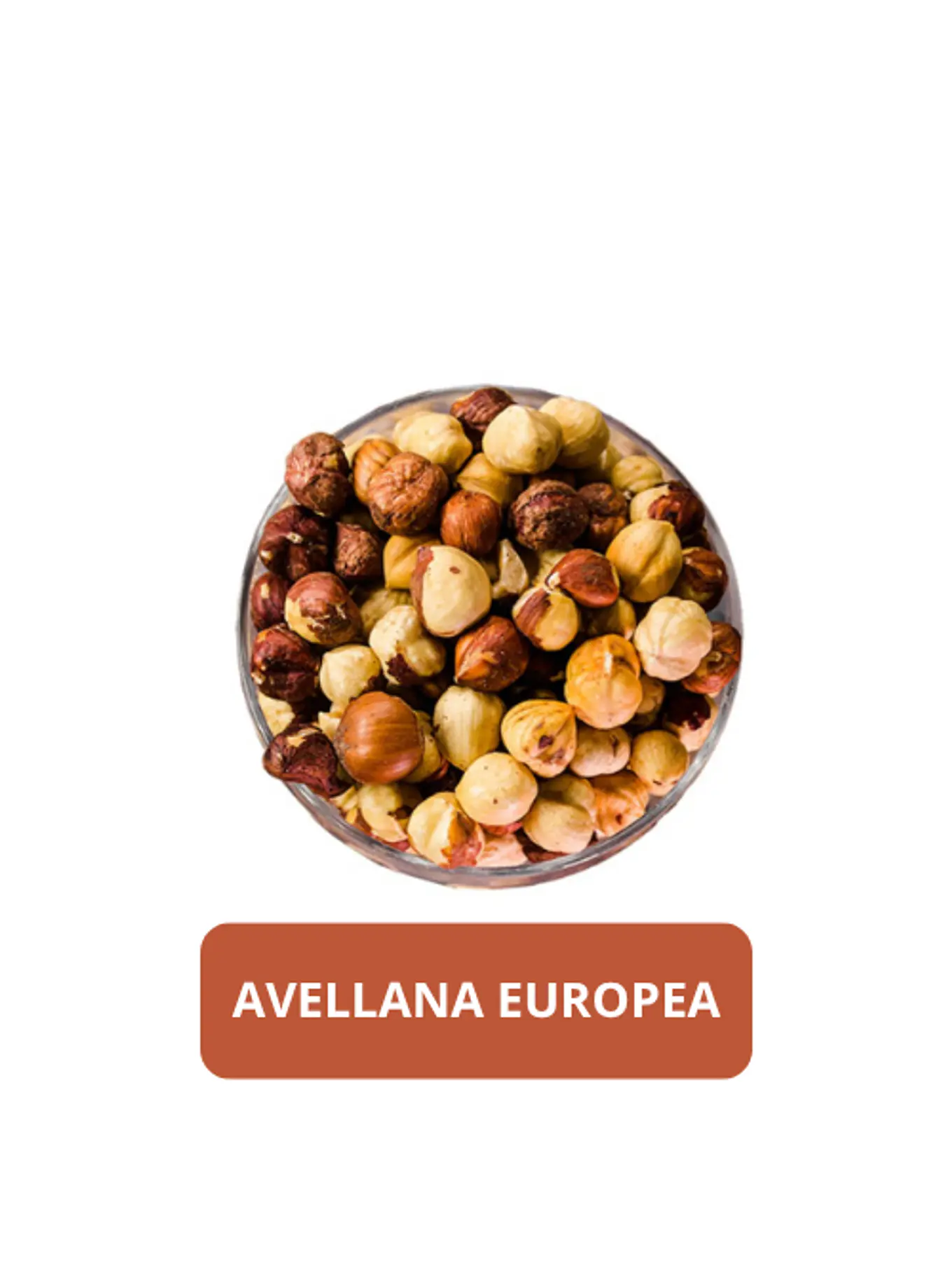 AVELLANAS EUROPEAS 1
