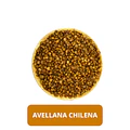 AVELLANA CHILENA