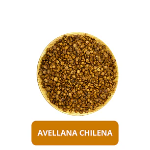 AVELLANA CHILENA