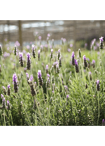 Lavanda Francesa en bolsa almaciguera