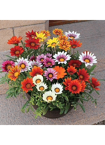 Gazania