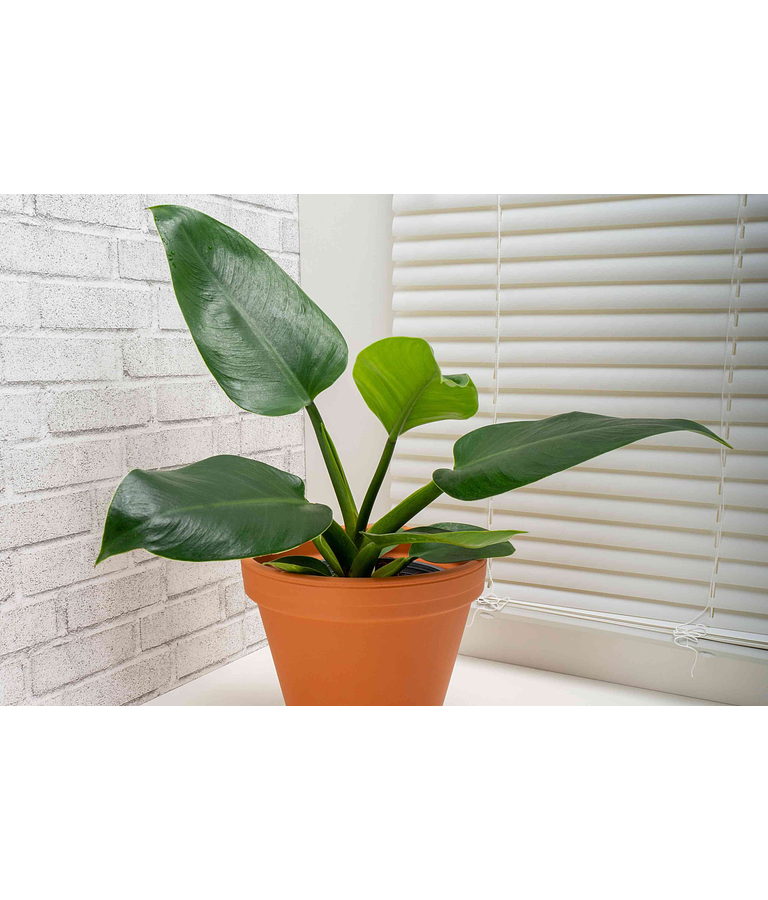 Philodendron Imperial Green