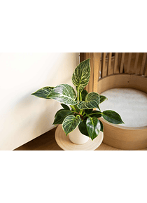 Philodendron Birkin