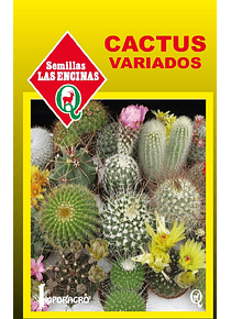 Cactus Variados