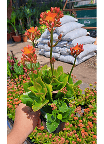 Kalanchoe en Flor